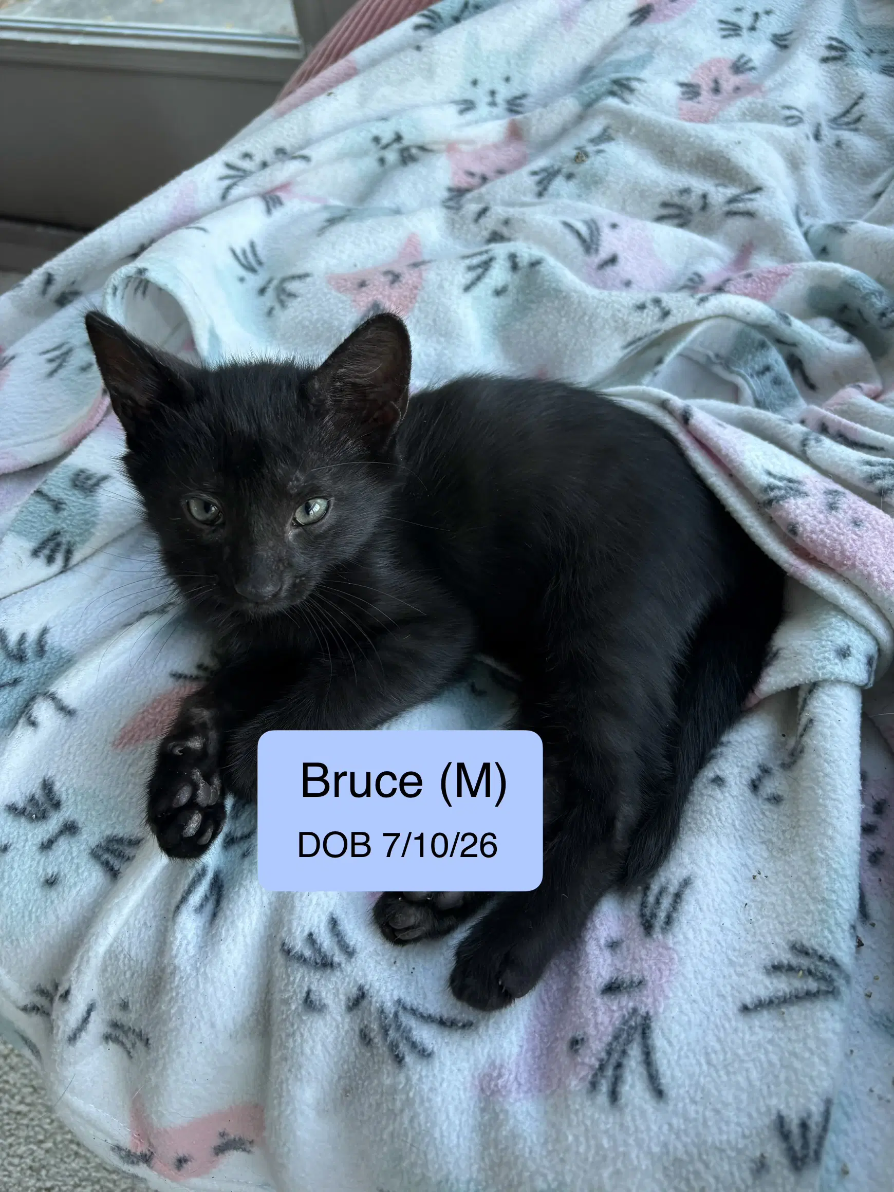 Bruce - Domestic Short Hair