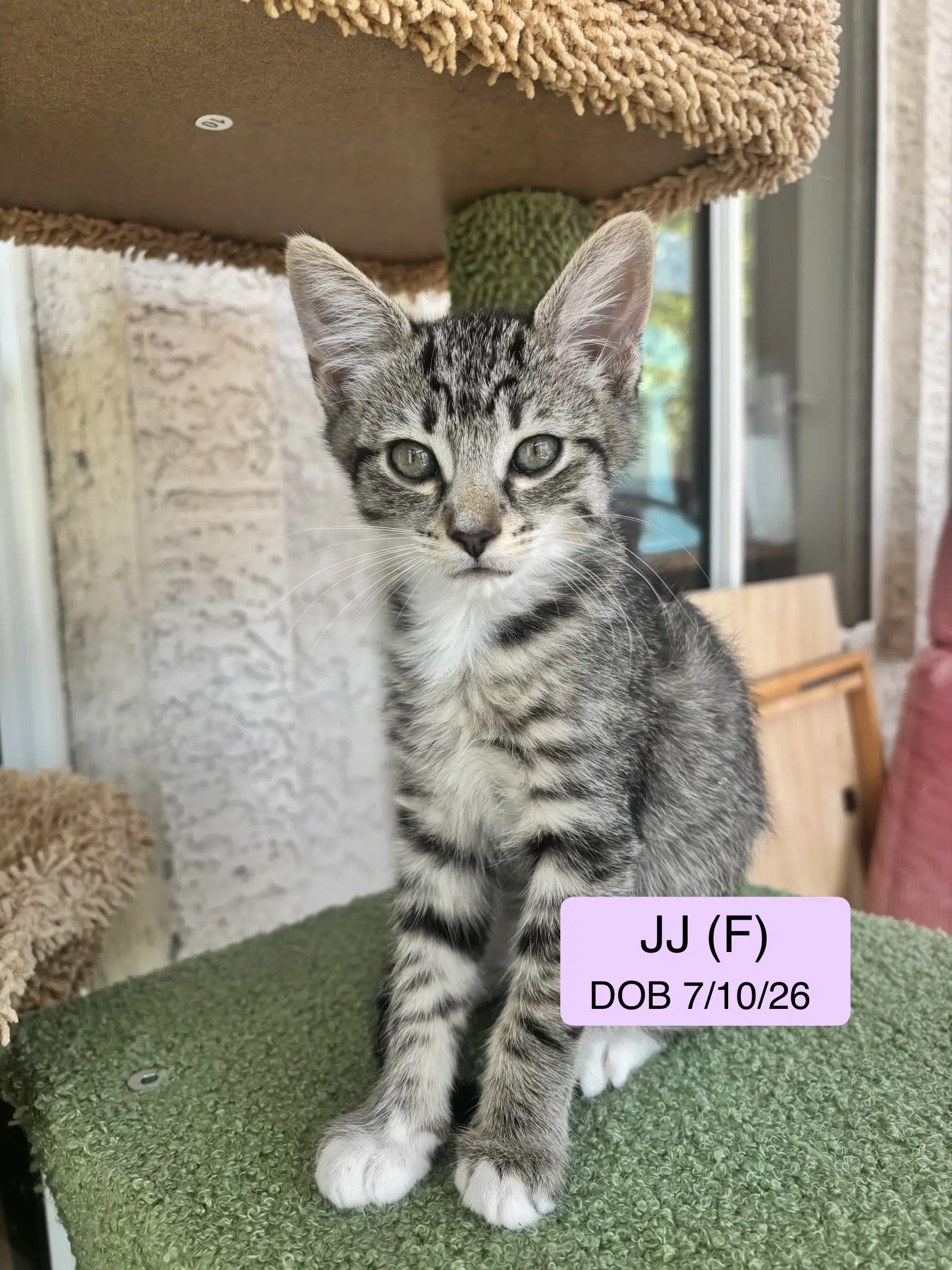 Jj - Domestic Short Hair