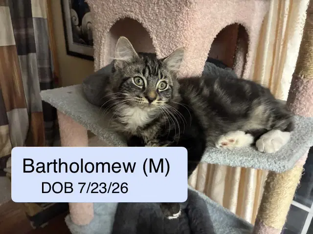 Bartholomew - Domestic Medium Hair