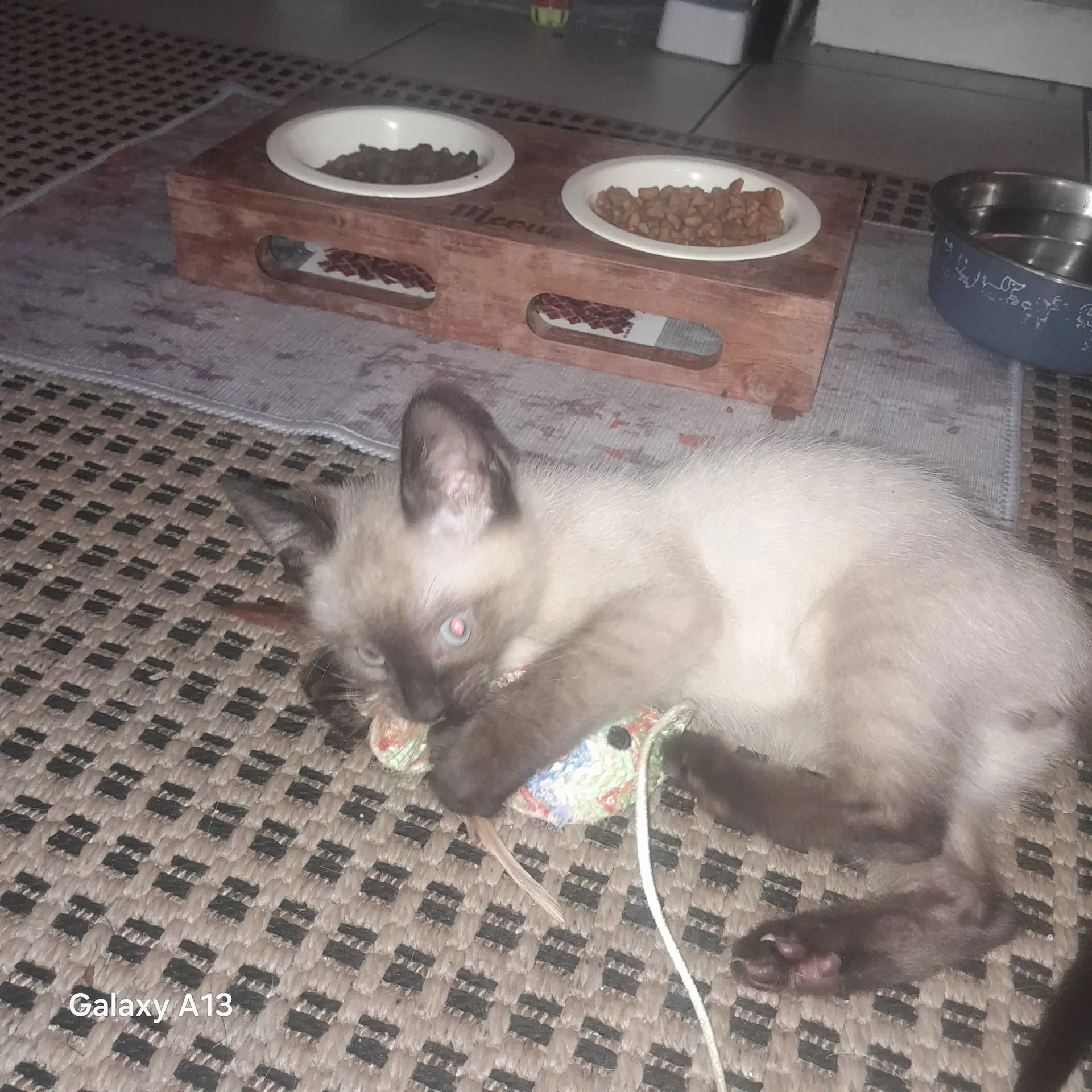Sam Bonded With Tomasa - Domestic Short Hair
