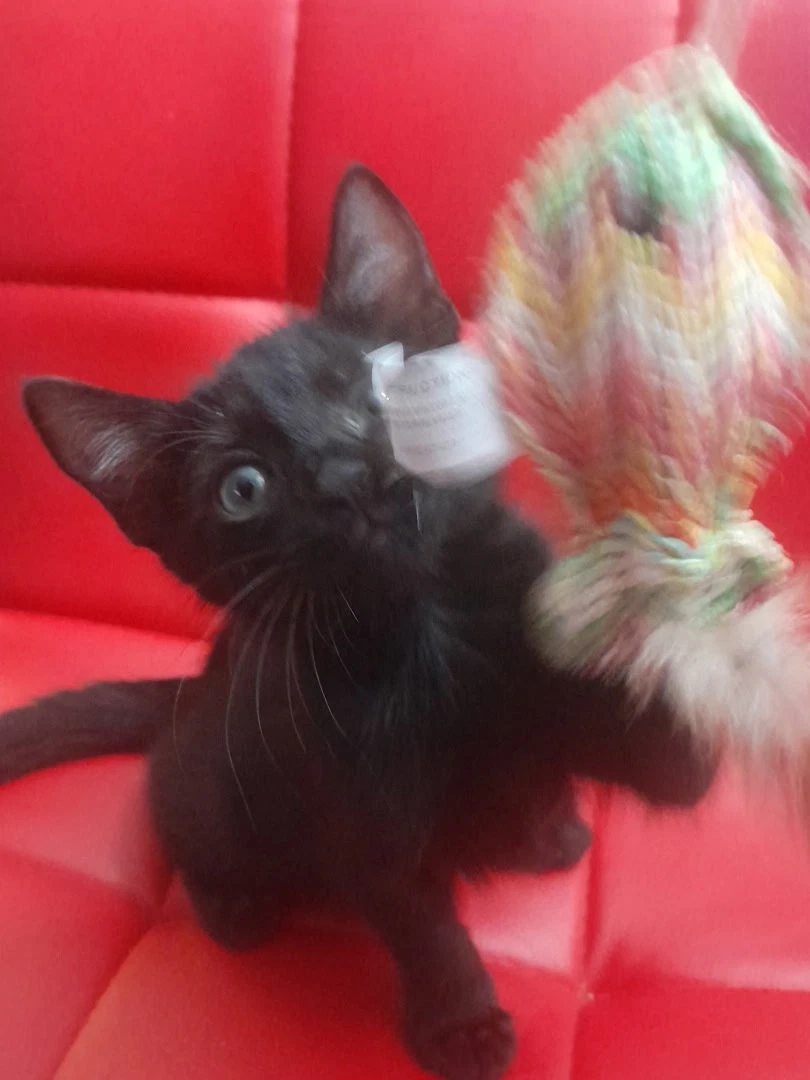 Tomasa Bonded With Sam