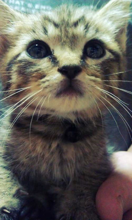 Sheldon