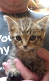Sheldon