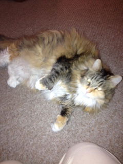 Cleo