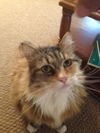 Cleo