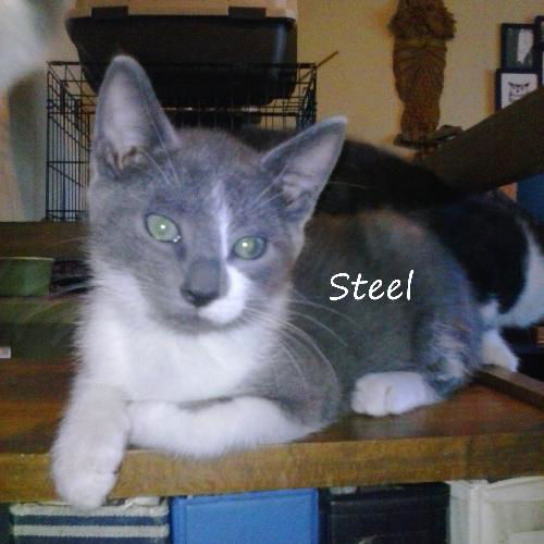 Steel