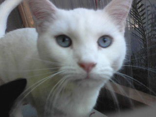 Thumper