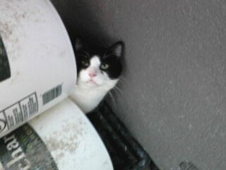 Sonny