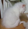 Dottie