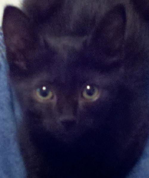 Porkchop