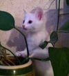 Smudge