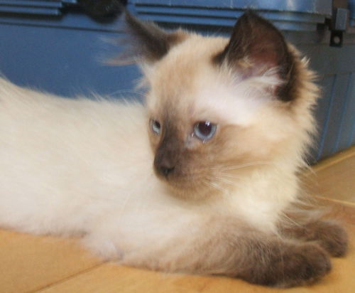 Solomon