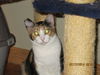 Trixie
