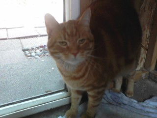Simon