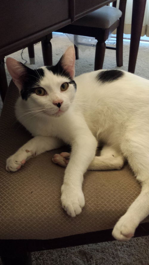 Domino