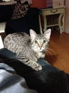 Pixy
