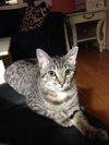 Pixy