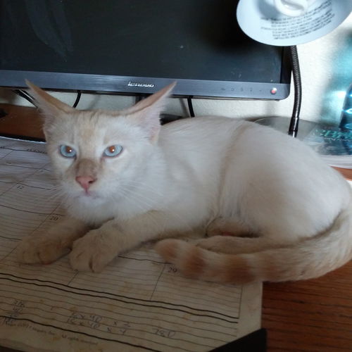 Prince