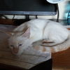 Prince