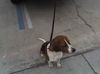 Louie