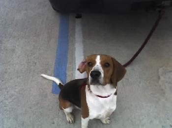 Louie