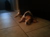 Sandy III