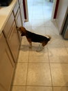 Dottie