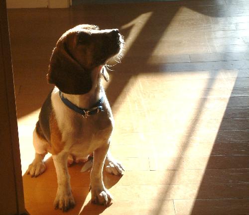Dolly