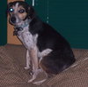 Chiquita