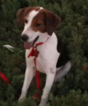Pepper II