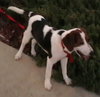 Pepper II