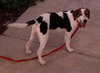 Pepper II