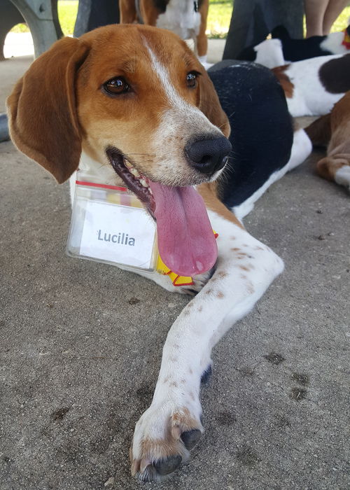 Lucilia