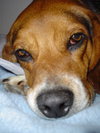 Max IV