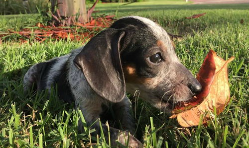Lilly VI (Layla's puppy)