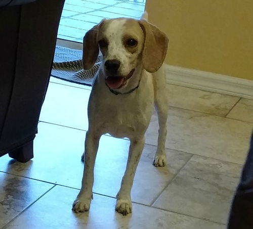 Charlene