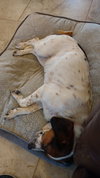 Trixie IV