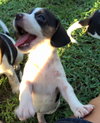 Jeri's pup Americone Dream