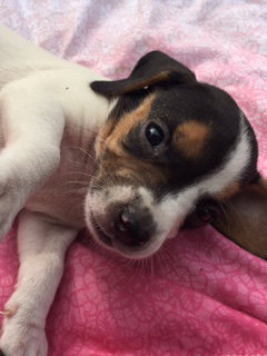 Jeri's pup Americone Dream