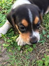 Jeri's pup Bourbon Brown Butter