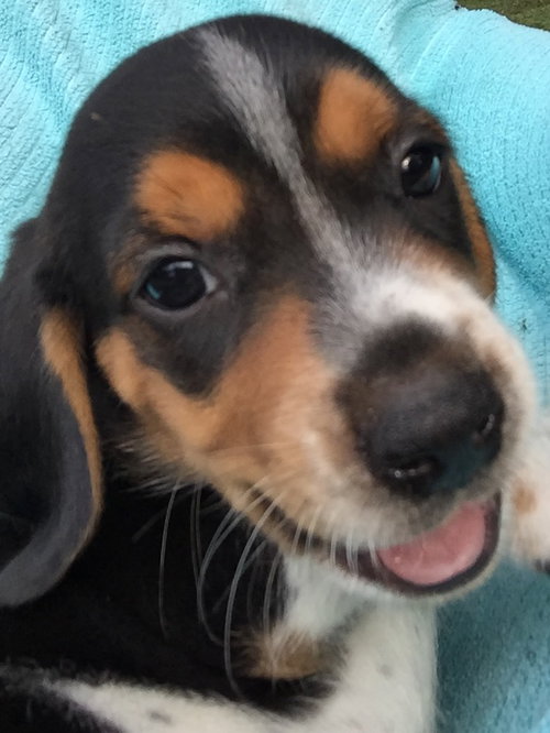 Jeri's pup Bourbon Brown Butter