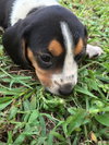 Jeri's pup Caramel Core