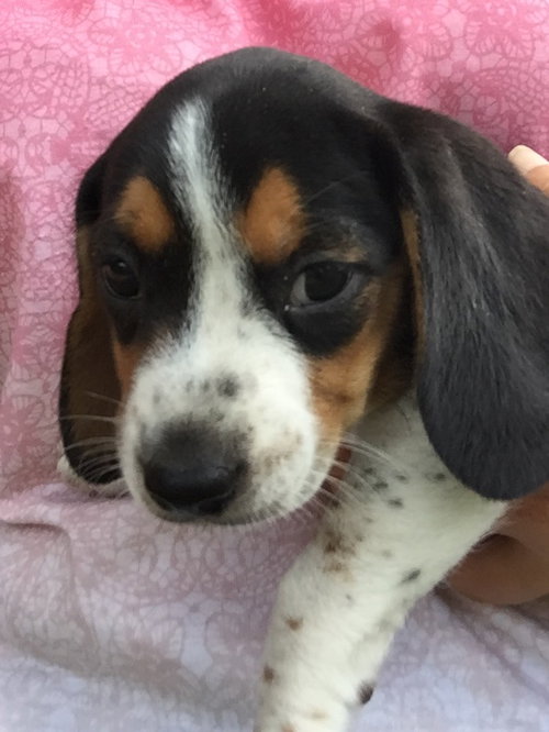 Jeri's pup Caramel Core