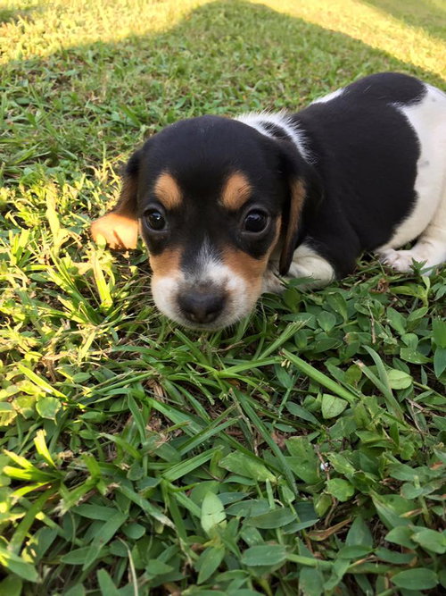 Jeri's pup Peach Melba