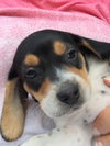 Jeri's pup Peach Melba