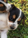 Jeri's pup Chunky Monkey