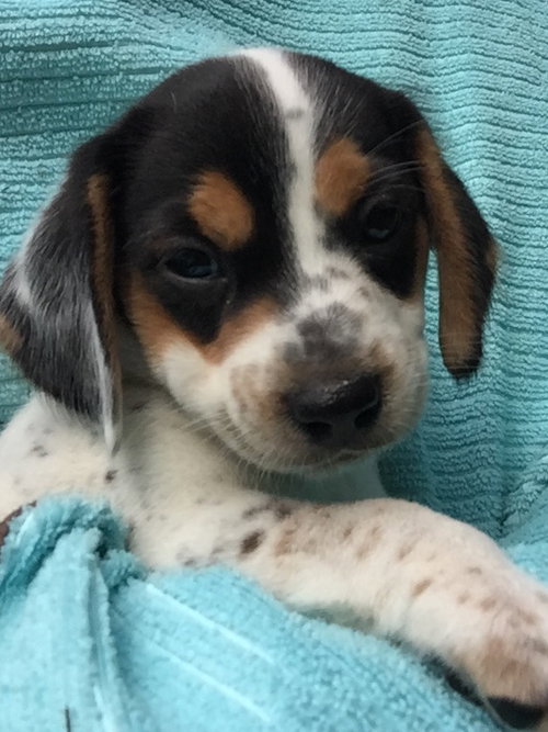 Jeri's pup Chunky Monkey