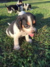 Jeri's pup Cherries Garcia