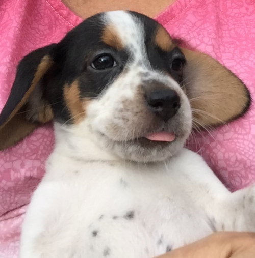 Jeri's pup Cherries Garcia