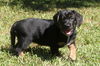 Zoey's Pup Lilly